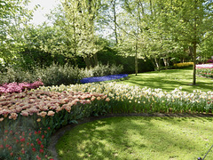 Keukenhof Tulips3