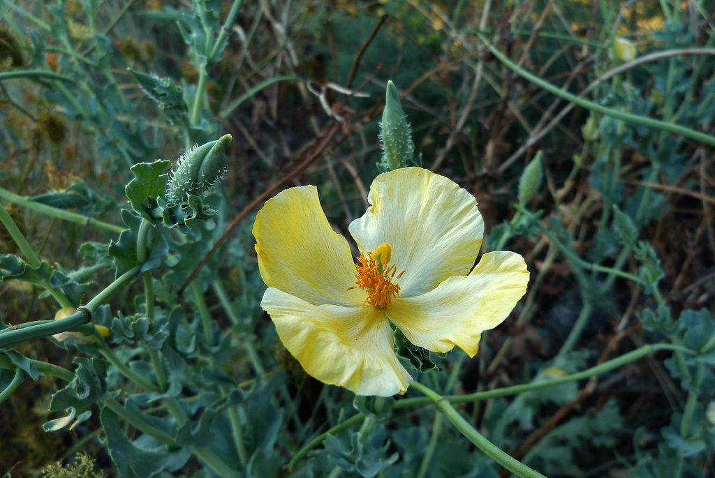 Gelber Hornmohn