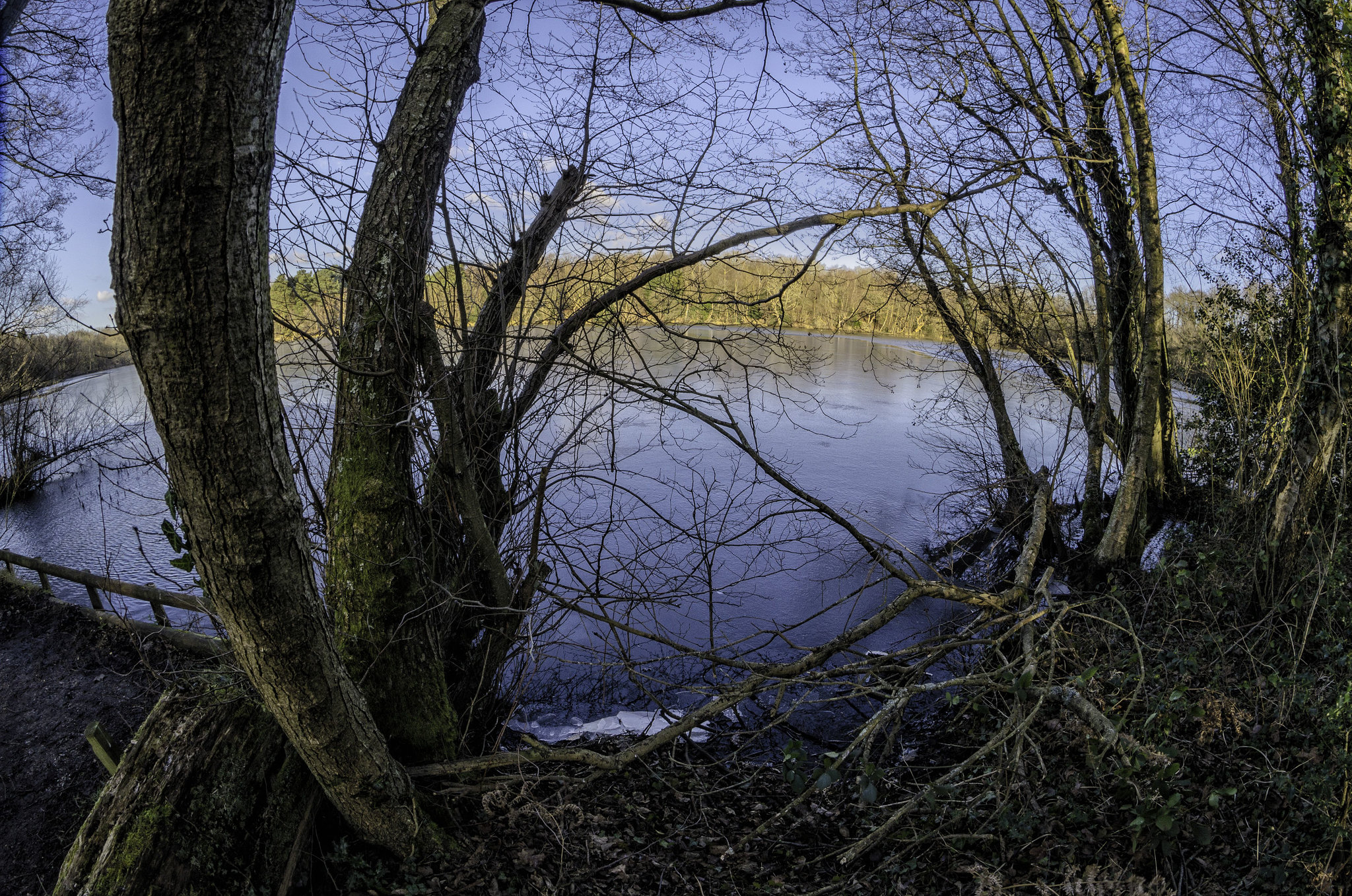 Ice on Cutmill Pond Puttenham Common