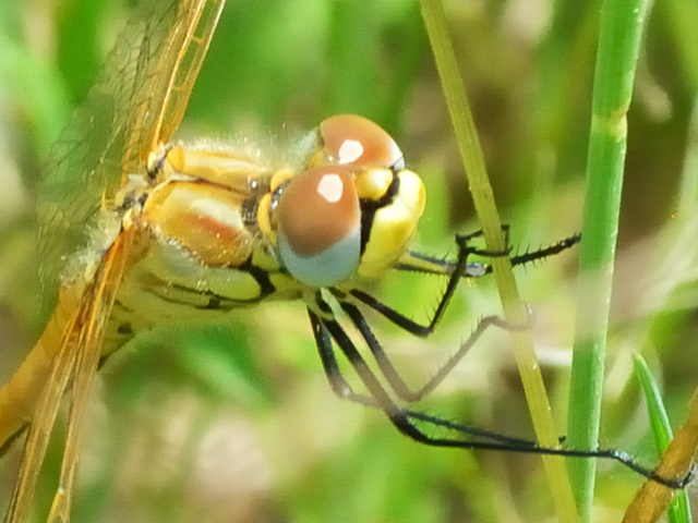 Red-veined Darter  f (Sympetrum fonscolombii) DSC 5140