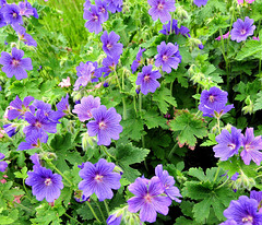 Mallow (Malvaceae family).