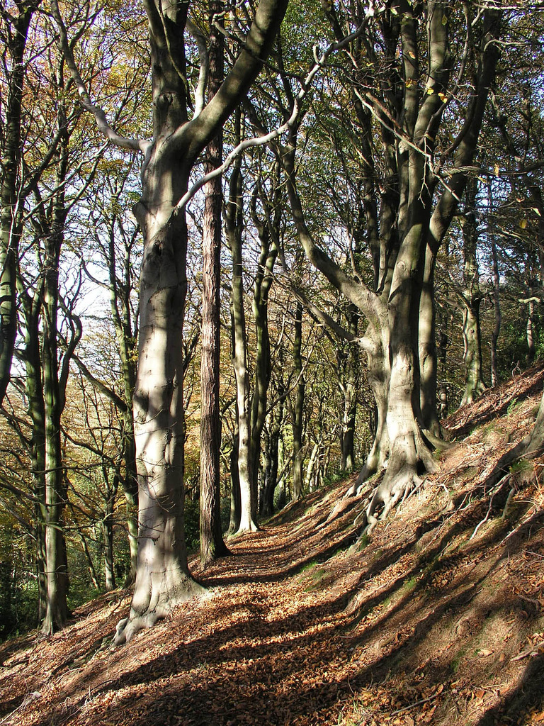 Autumn beeches