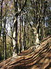 Autumn beeches
