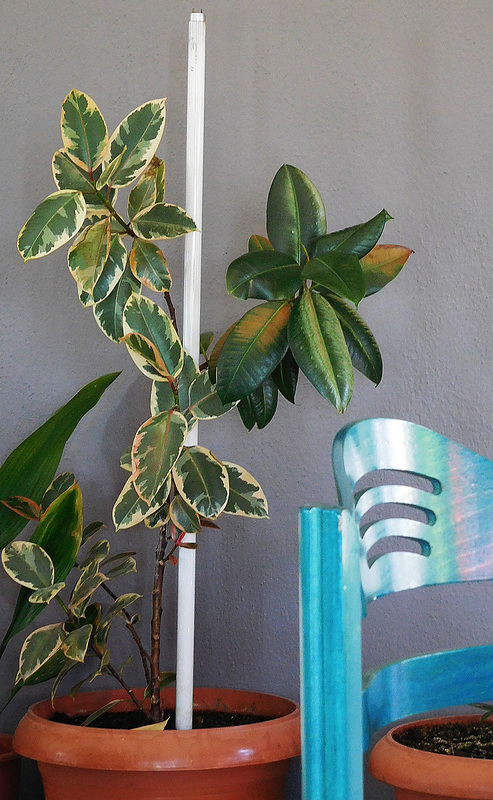 Plants growing up a neon tube light