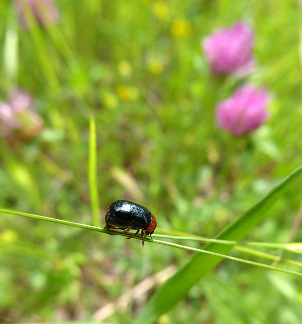 l'equilibrista - ID ? l'equilibrista - ID ?