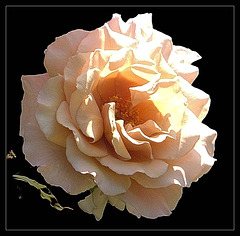 The  Rose of last summer