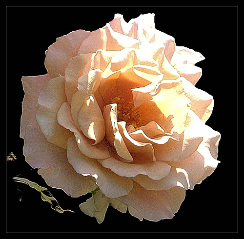 The  Rose of last summer