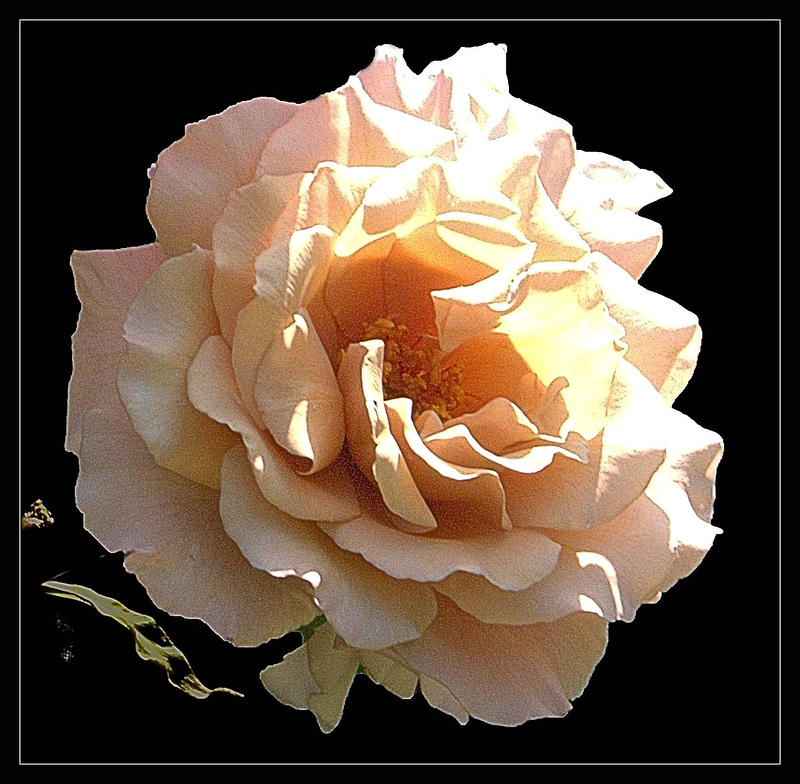 The  Rose of last summer