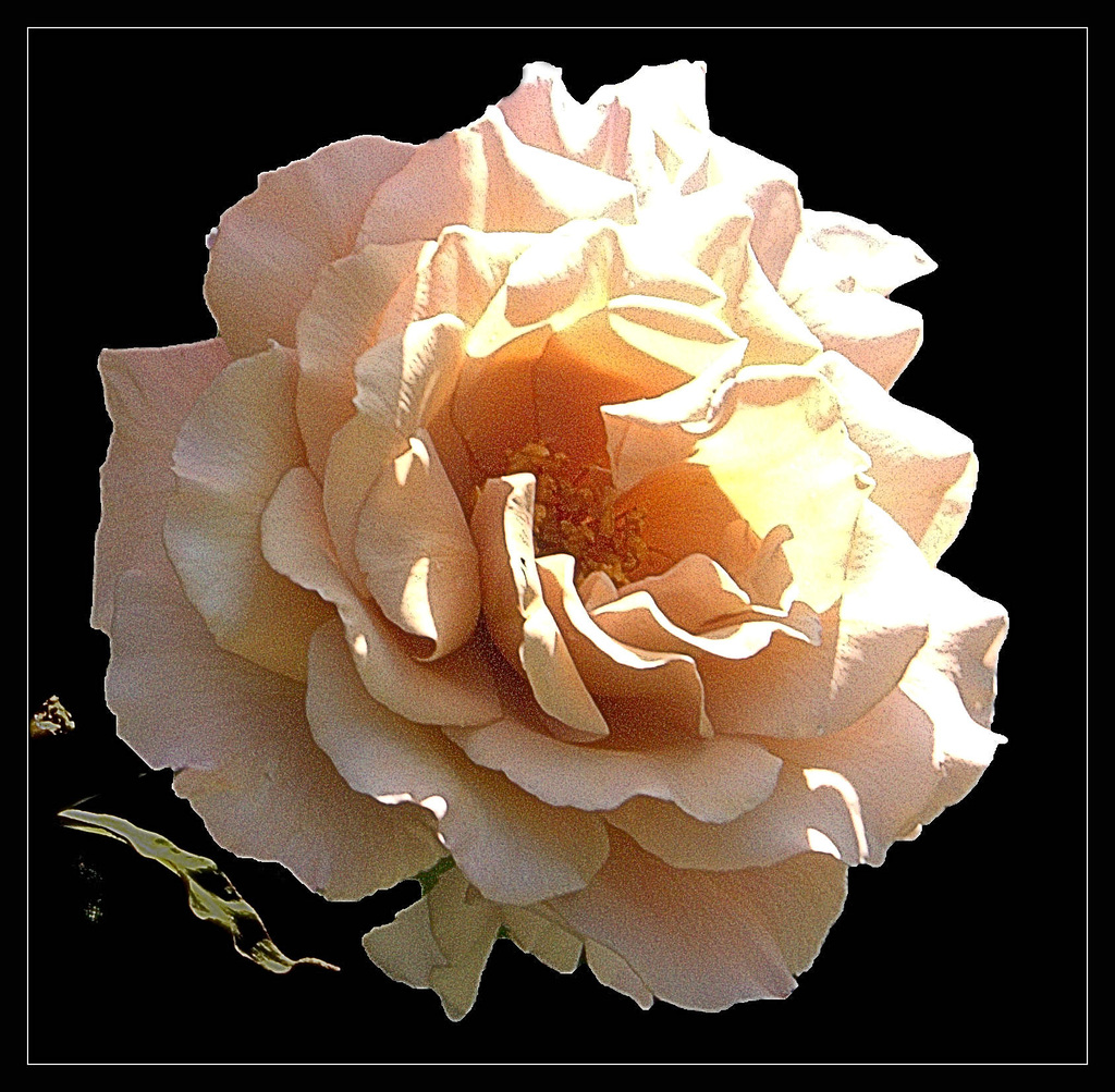 The  Rose of last summer
