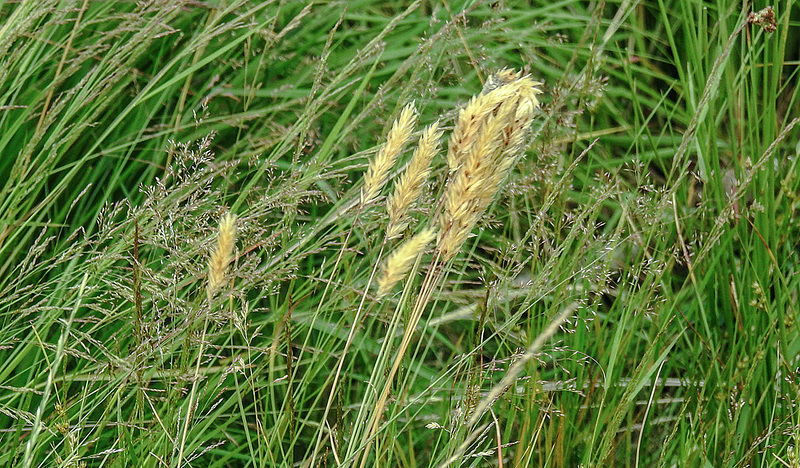 20180617 4055CPw [D~MI] Gewöhnliches Ruchgras (Anthoxanthum odoratum) (agg), Großes Torfmoor, Hille