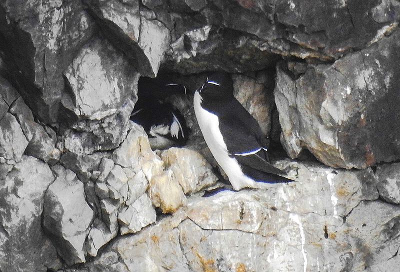 20190614 5272CPw [R~GB] Tordalk + [JV], Castlemartin Range, Wales