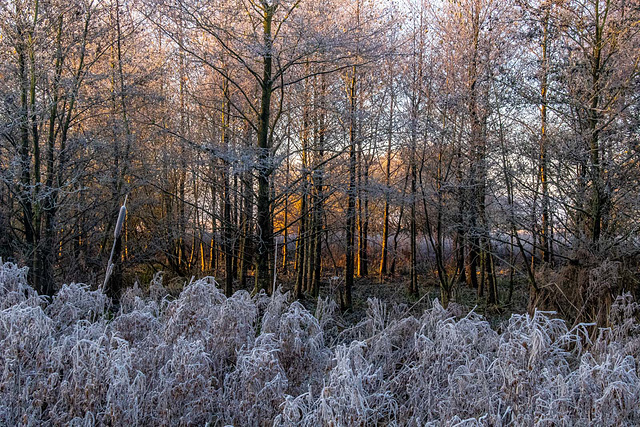 Landscape images from a walk this morning