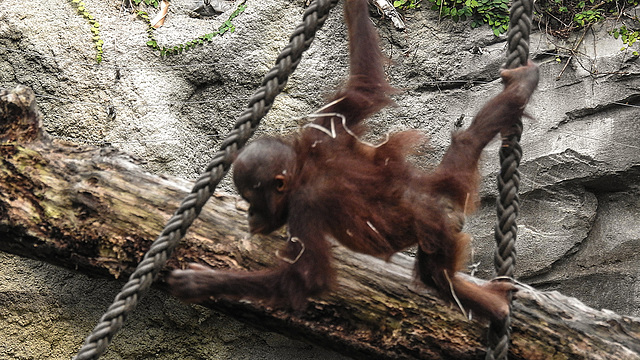 20190907 5946CPw [D~HRO] Orang Utan, Zoo, Rostock