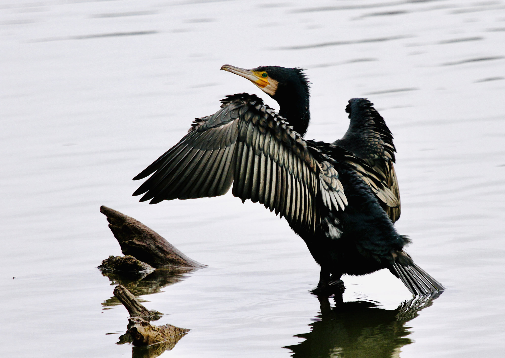 Kormoran beim Flügel trocknen