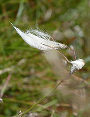 Pennine Cottongrass