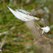 Pennine Cottongrass