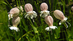 20210609 0687CPw [D~LIP] Leimkraut (Silene vulgaris), UWZ, Bad Salzuflen