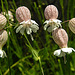 20210609 0687CPw [D~LIP] Leimkraut (Silene vulgaris), UWZ, Bad Salzuflen