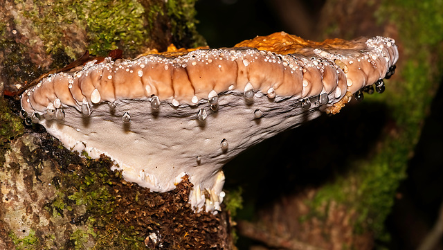 ......(Baum) Schwamm mit seinen Gutationstropfen.......