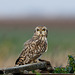 Hibou des marais - short eared Owl