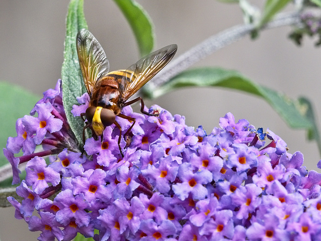 Hornet Mimic Hoverfly Hornet Mimic Hoverfly