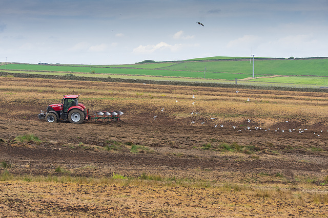 Tractor and Gulls