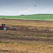 Tractor and Gulls