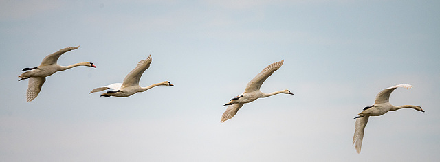 ipernity: Mute swans - by Maeluk