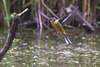 Bergeronnette des ruisseaux