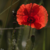 Coquelicot