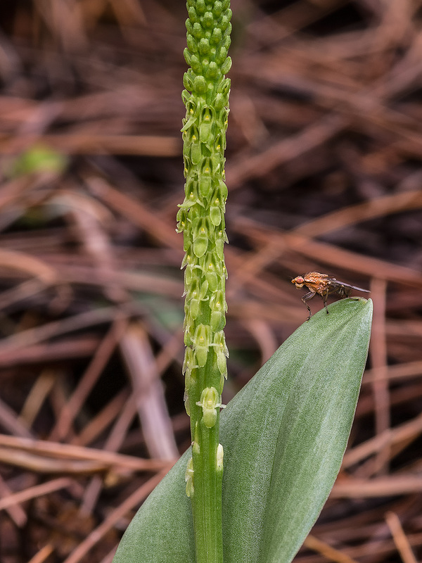 Malaxis soulei (Chiricahua Adder's-mouth orchid)