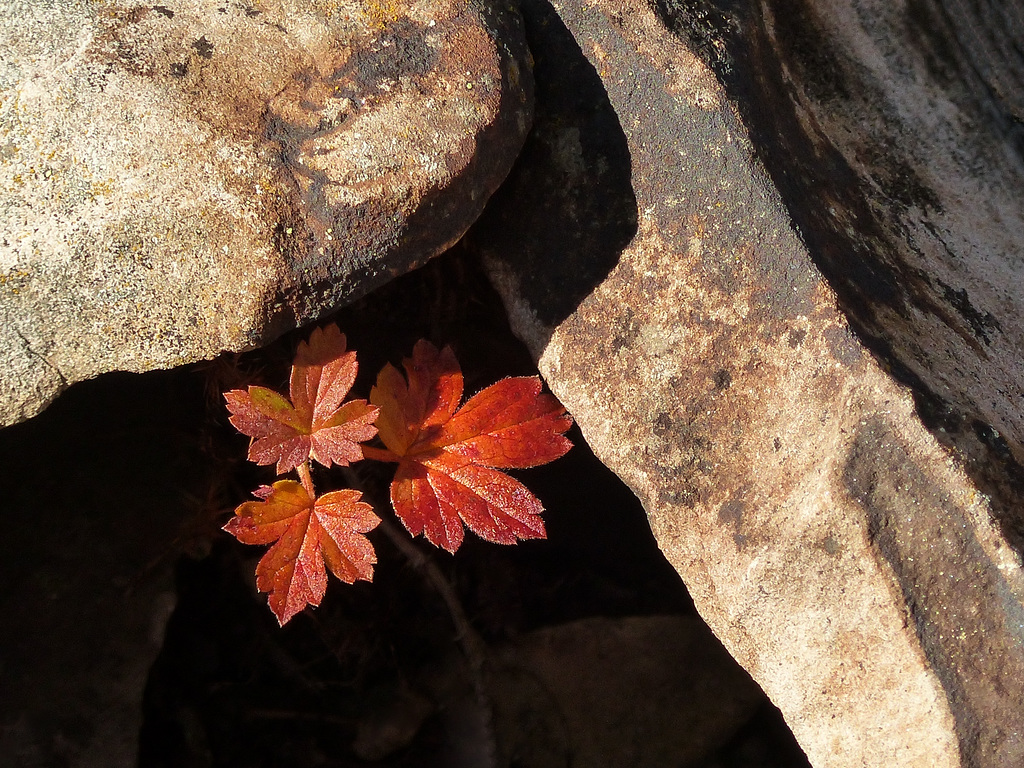 Hiding between the rocks