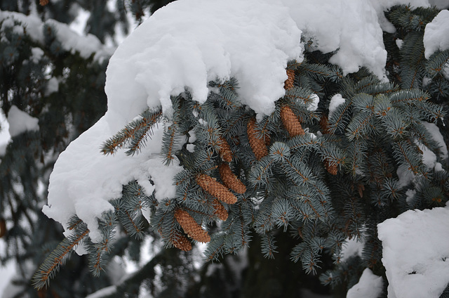 Зима в Коростышеве / Winter in Korostyshev