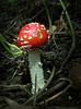 Glückspilz für Freitag, den 13.  (Fliegenpilz, Amanita muscaria)