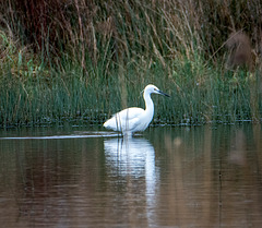 Egret at Burton wetlands reserve