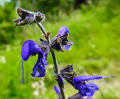 20210609 0688CPw [D~LIP] Blume, UWZ, Bad Salzuflen