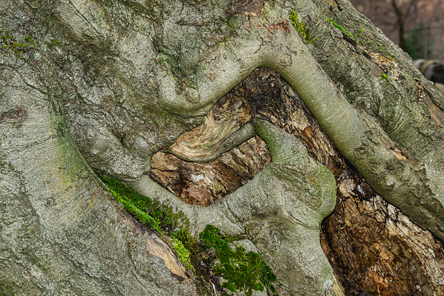 Dovestone fallen Beech trunk