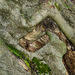 Dovestone fallen Beech trunk