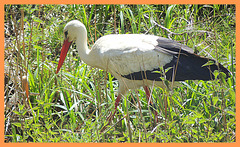 Stork time