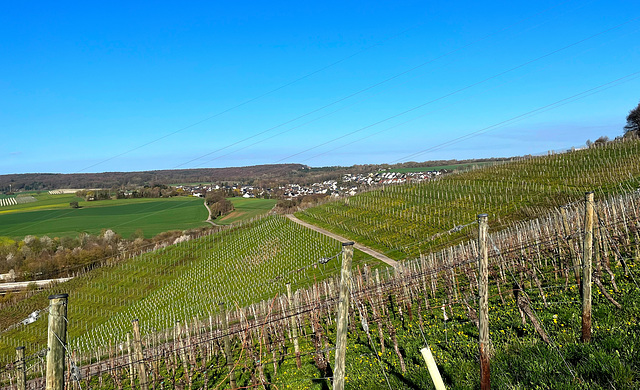 Weinberge im April