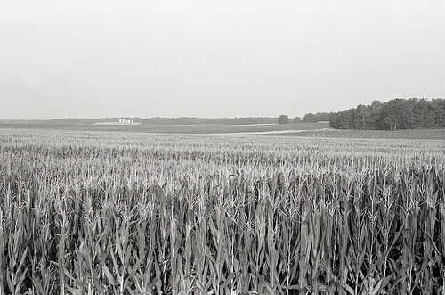 Cornfields