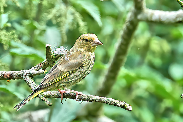 Greenfinch (juvenile) - Chloris chloris