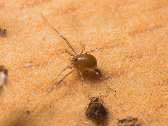 IMG 7587 Harvestman