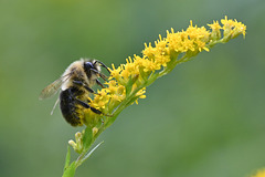 goldenrod bee st bruno=DSC 9034