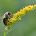 goldenrod bee st bruno=DSC 9034