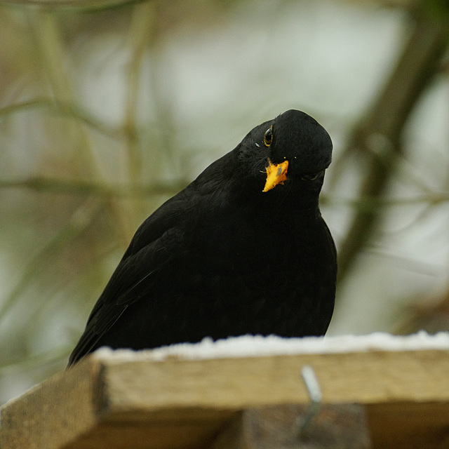 Blackbird refuses to speak ;-)