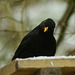 Blackbird refuses to speak ;-)