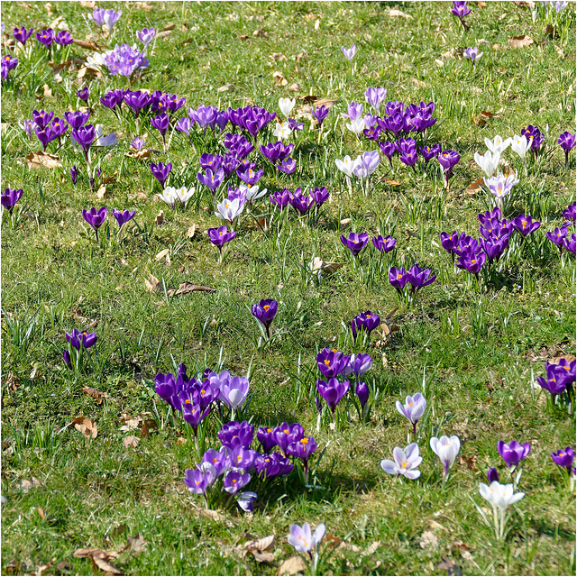 Crocuses 2025 09