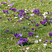 Crocuses 2025 09 Crocuses 2025 09