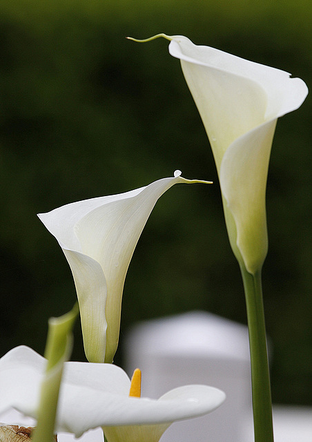 Arums